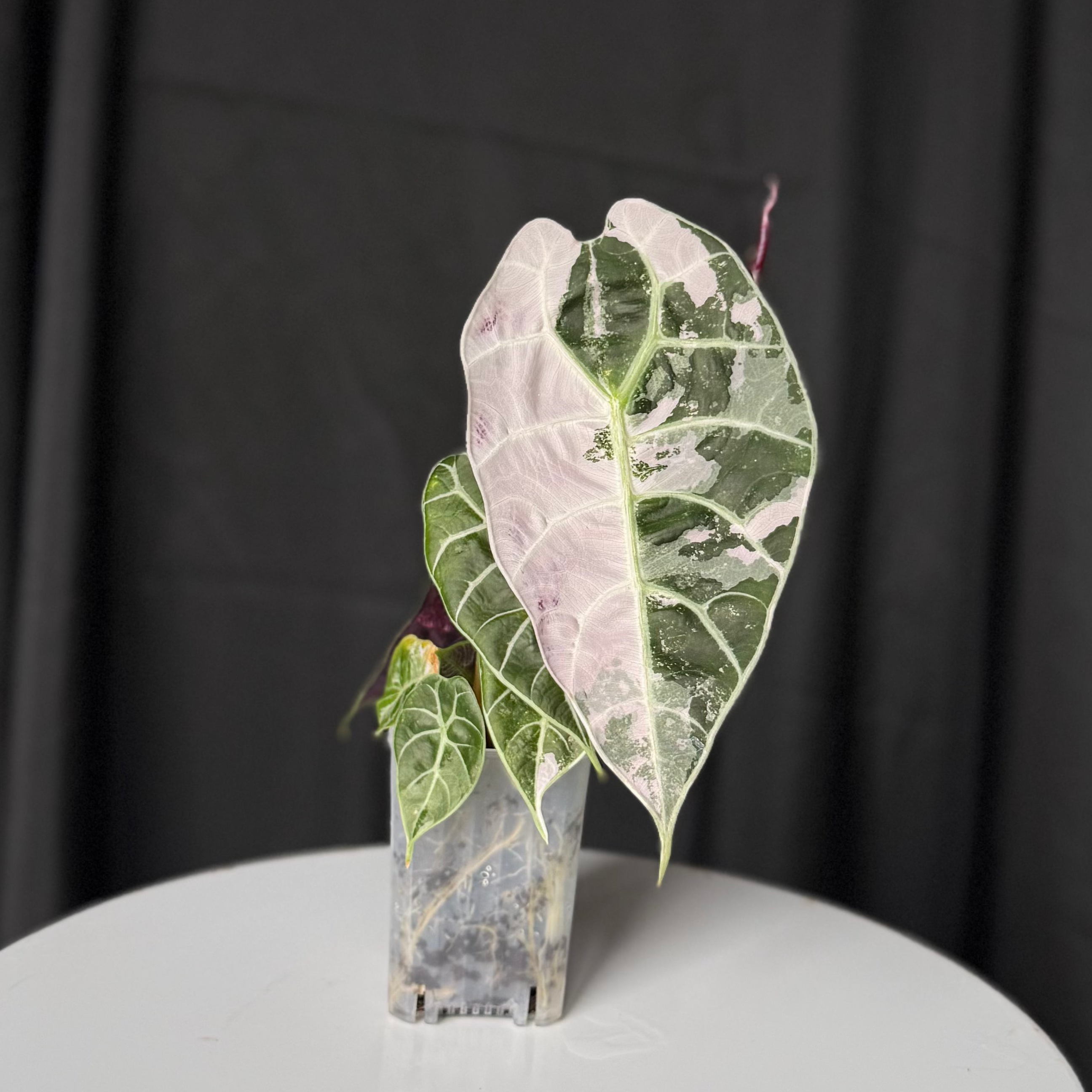 Pink minty variegated alocasia wattsonia Doff Pink Ghost