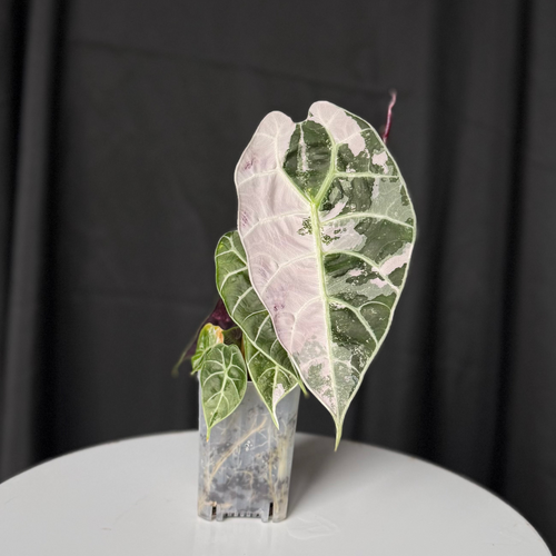 Pink minty variegated alocasia wattsonia Doff Pink Ghost
