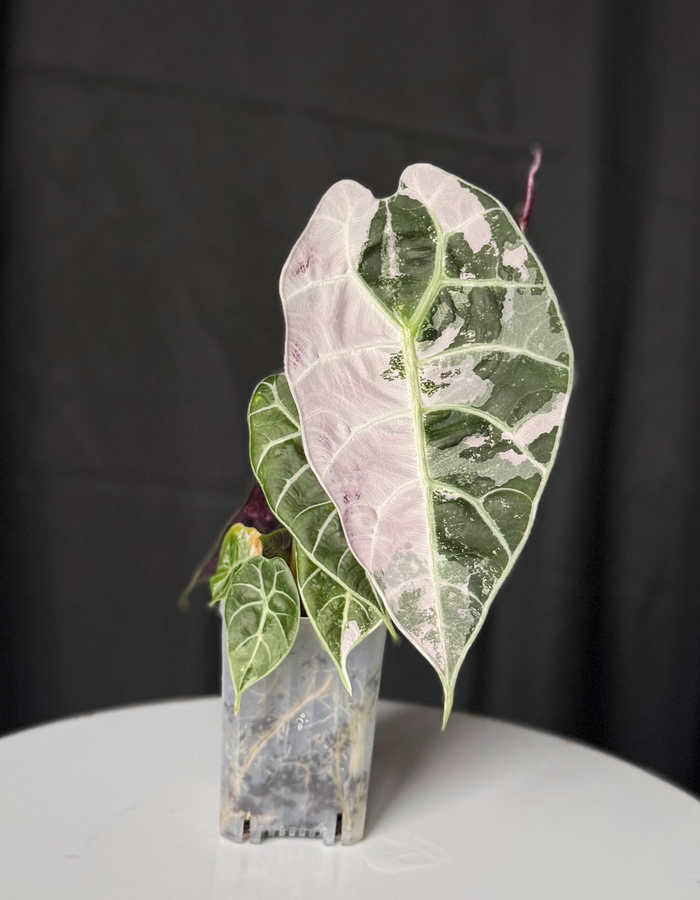 Pink minty variegated alocasia wattsonia Doff Pink Ghost
