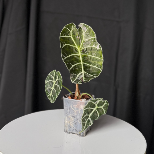 Alocasia Wattsonia Doff 