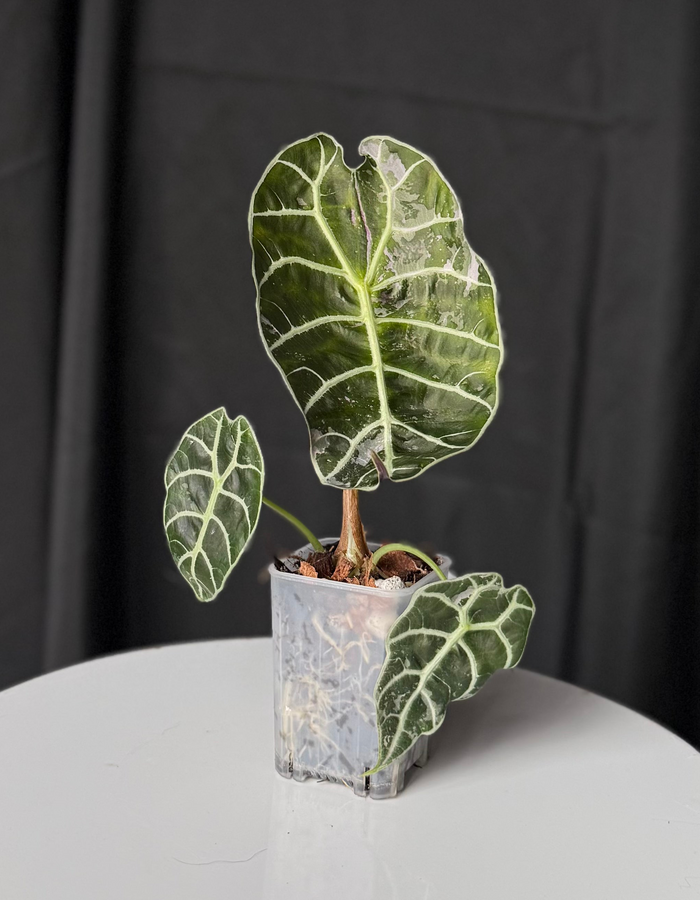 Alocasia Wattsonia Doff 