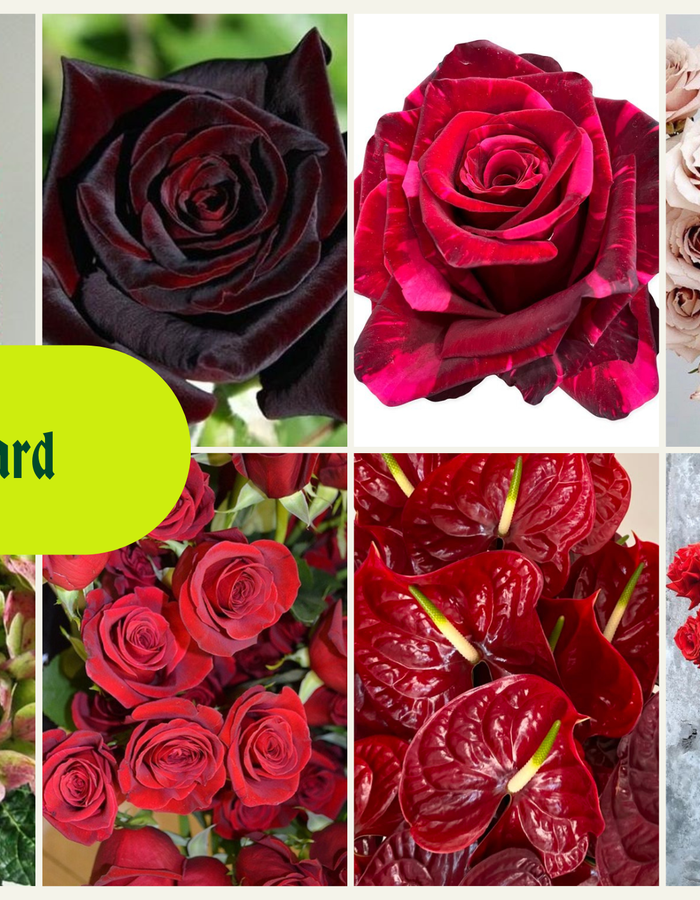 Long-ing for you - Valentine's Day Flowers 🪩