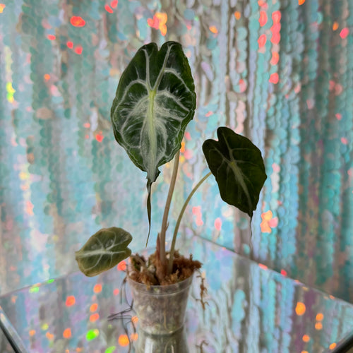 Venom Alocasia (Seller’s Choice)