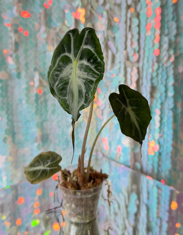 Venom Alocasia (Seller’s Choice)
