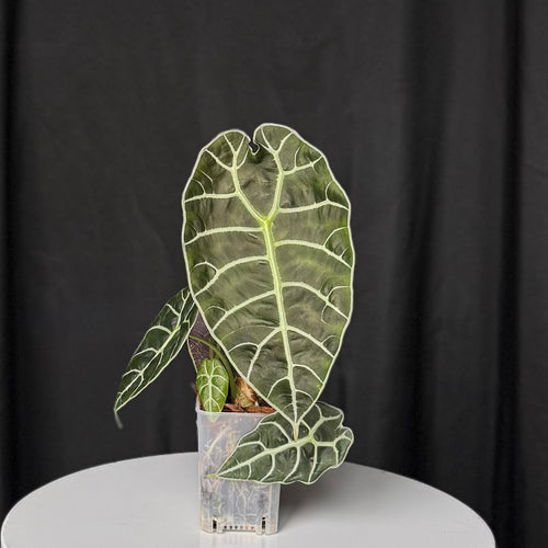 Wattsonia Doff Alocasia (Seller's Choice)