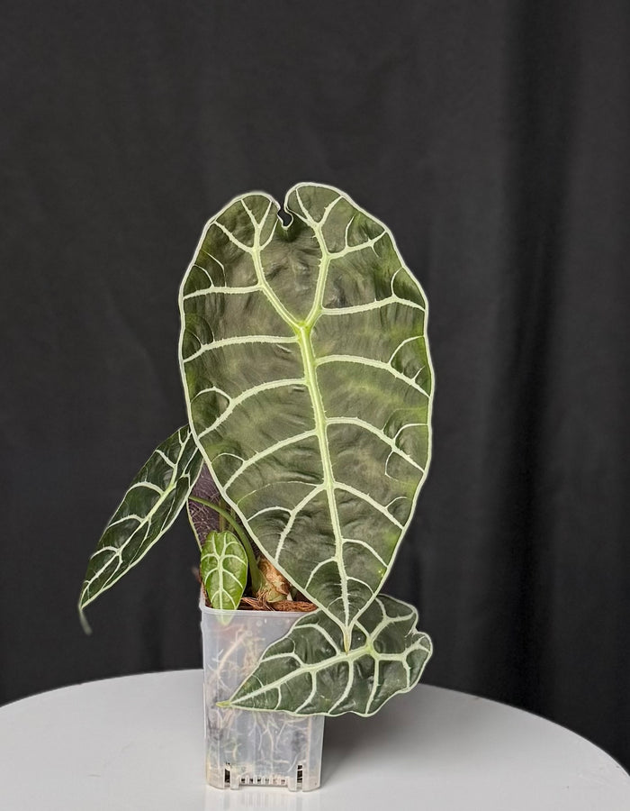 Wattsonia Doff Alocasia (Seller's Choice)