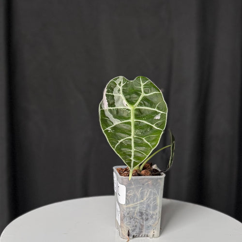 Wattsonia Doff Alocasia Pink (Exact Plant) #1