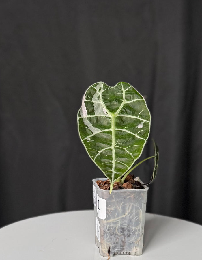 Wattsonia Doff Alocasia Pink (Exact Plant) #1
