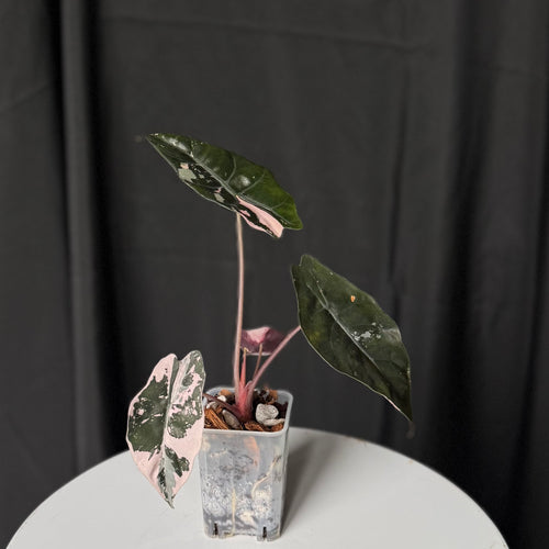 Pink Chantrieri Alocasia