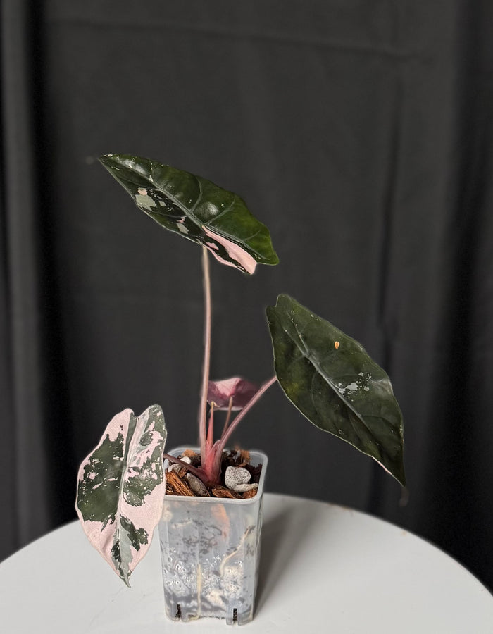Pink Chantrieri Alocasia