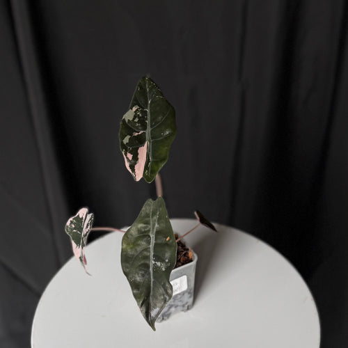 Pink Chantrieri Alocasia