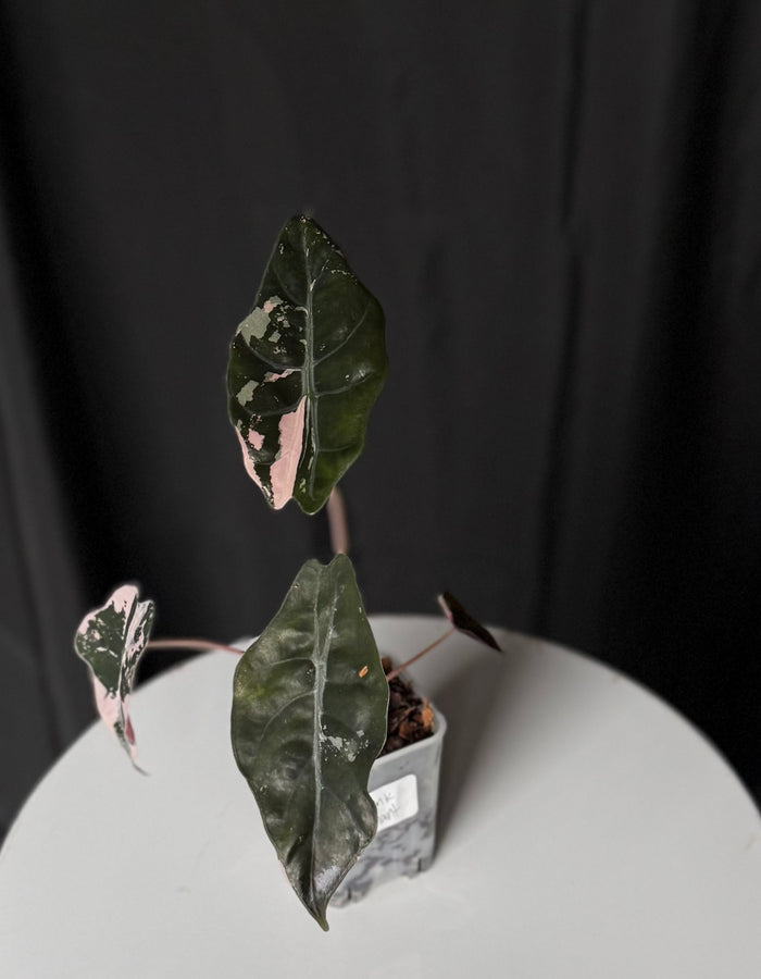 Pink Chantrieri Alocasia