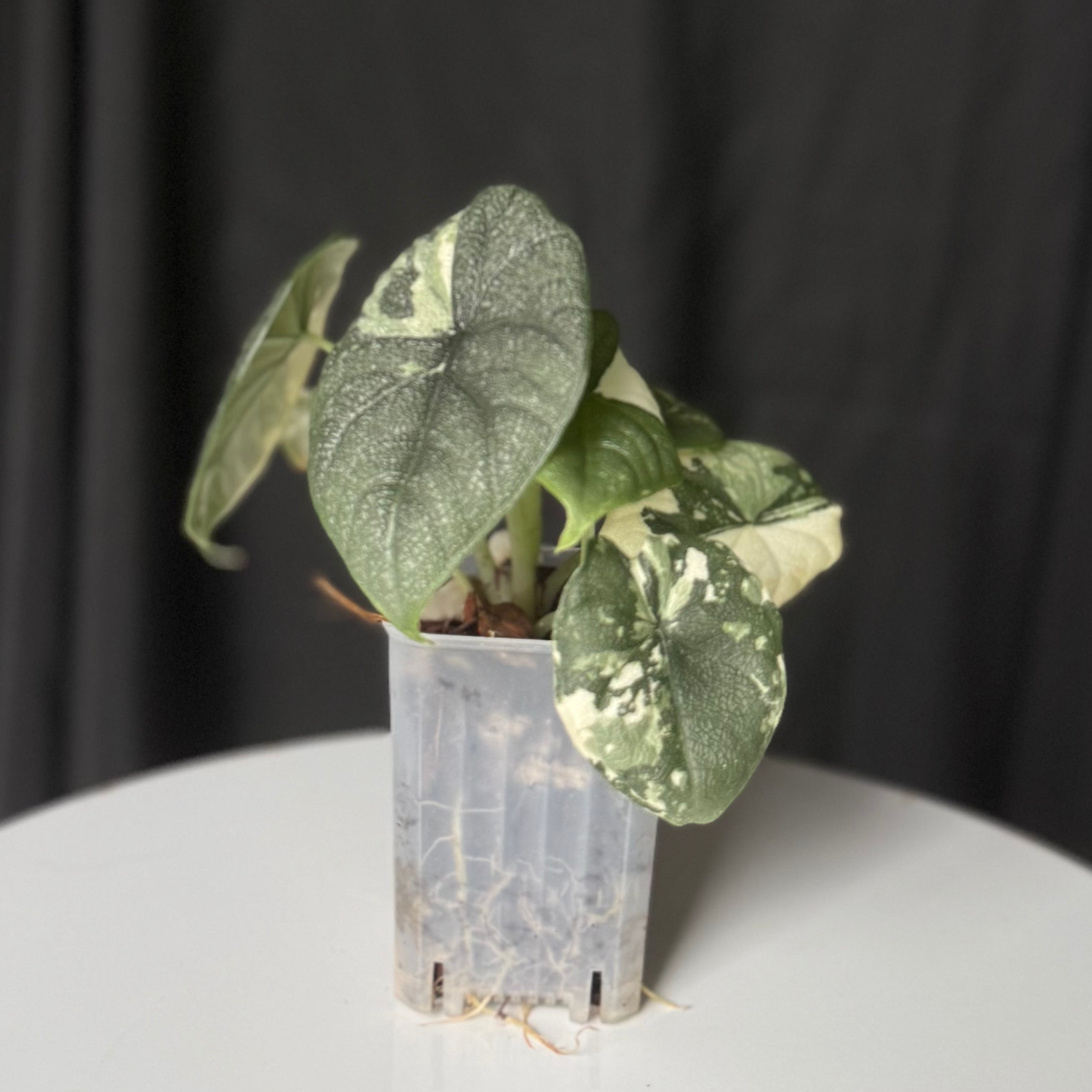 Alocasia Melo Ablo (Seller's Choice)