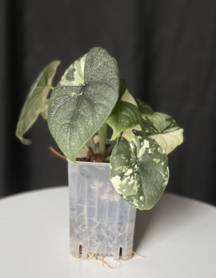 Alocasia Melo Ablo (Seller's Choice)