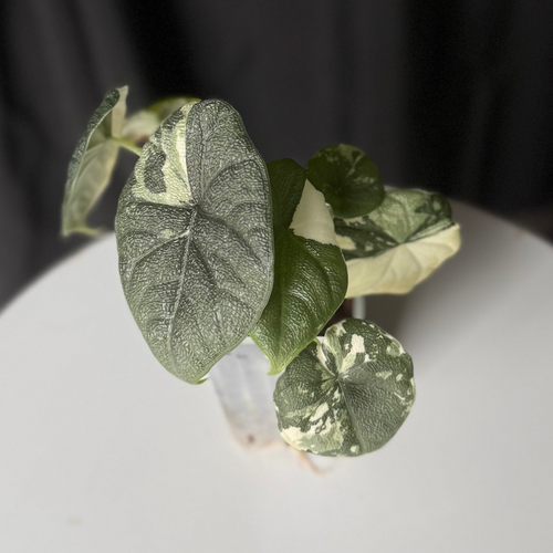 Alocasia Melo Ablo (Seller's Choice)