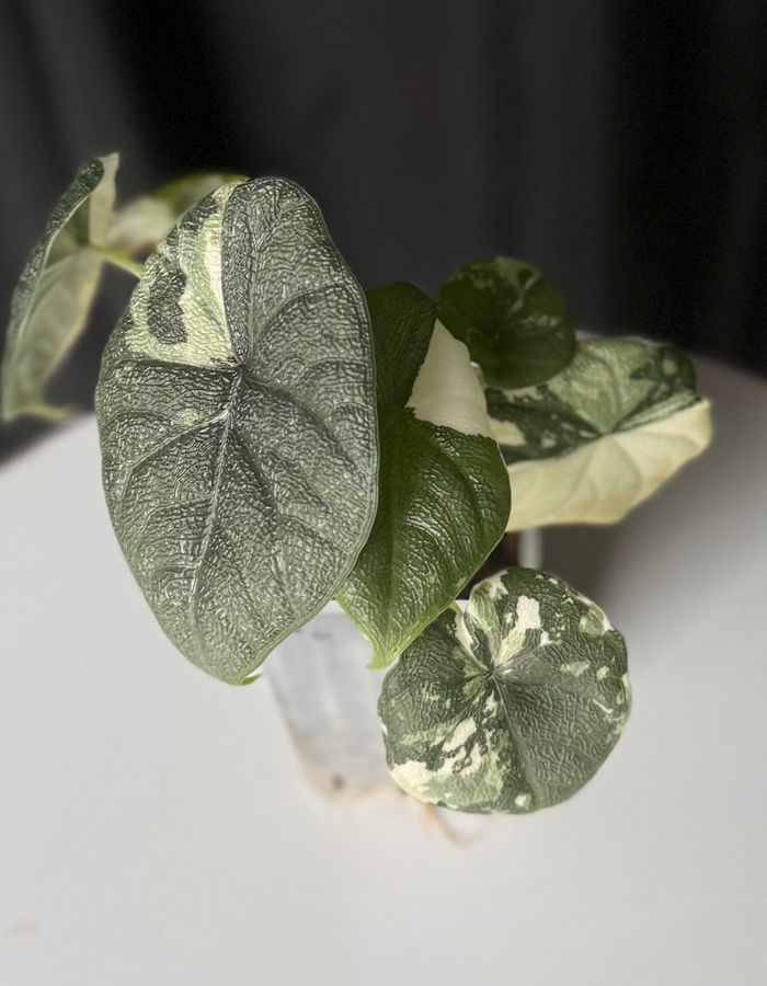 Alocasia Melo Ablo (Seller's Choice)