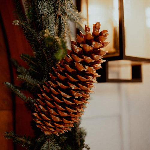 Pinecones  Floret + Foliage