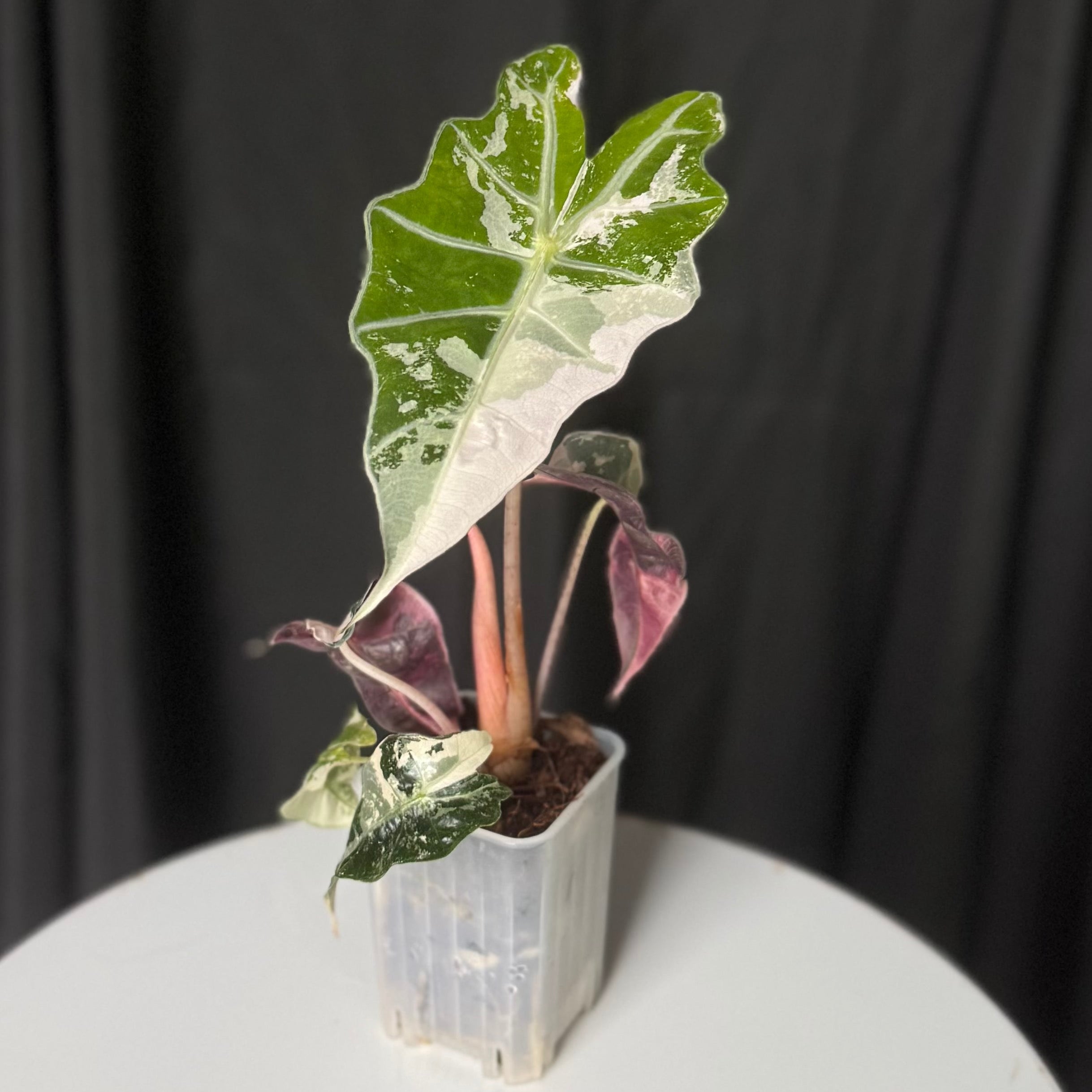 Alocasia Snowflake Pink Polly (Seller's Choice)
