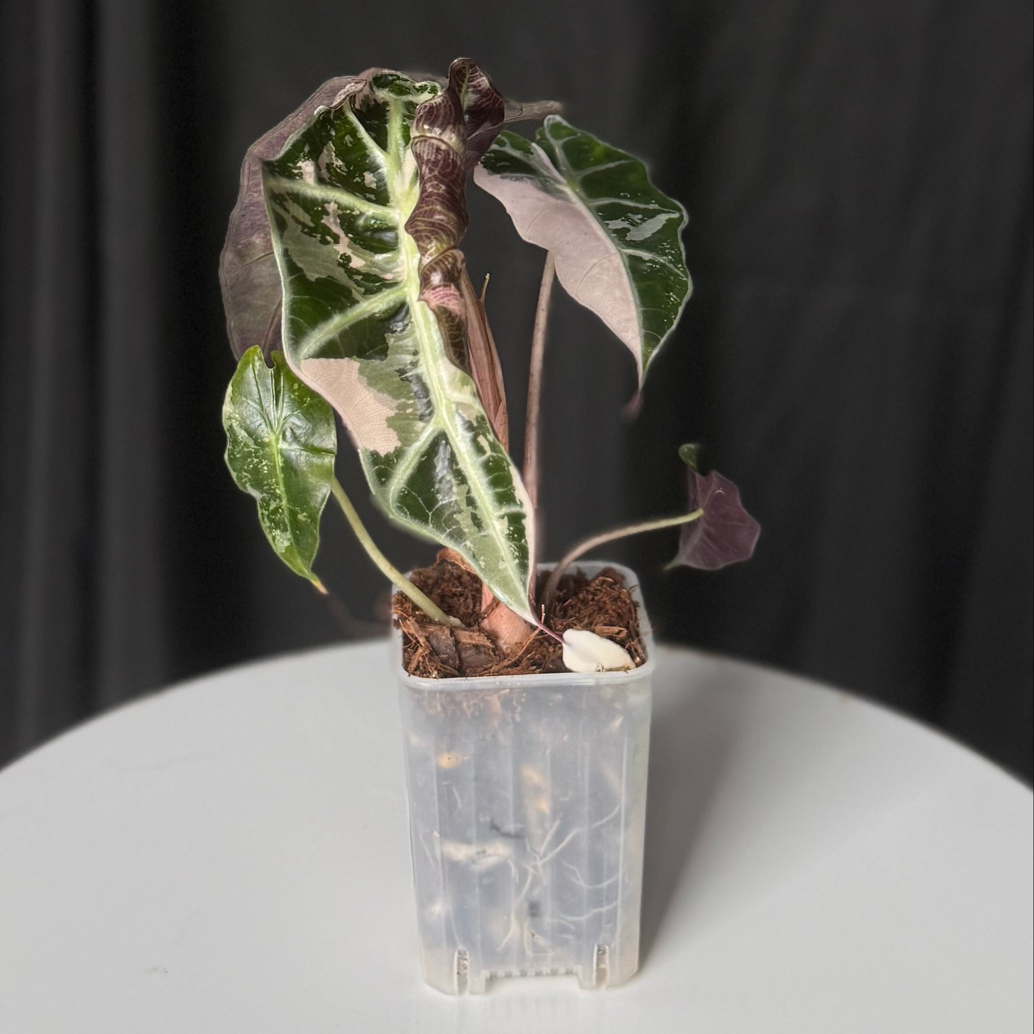 Alocasia Snowflake Pink Polly (Seller's Choice)