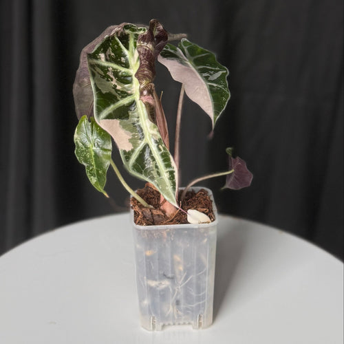 Alocasia Snowflake Pink Polly (Seller's Choice)