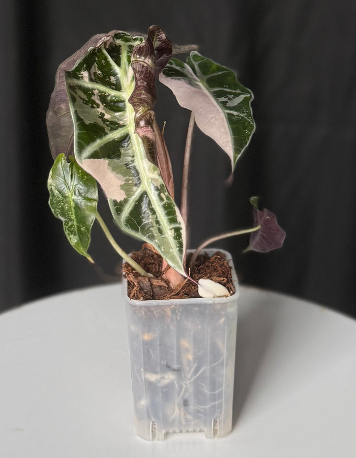 Alocasia Snowflake Pink Polly (Seller's Choice)