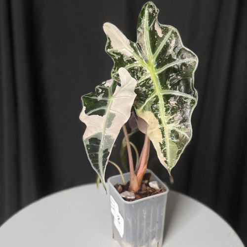 Alocasia Snowflake Pink Polly (Seller's Choice)