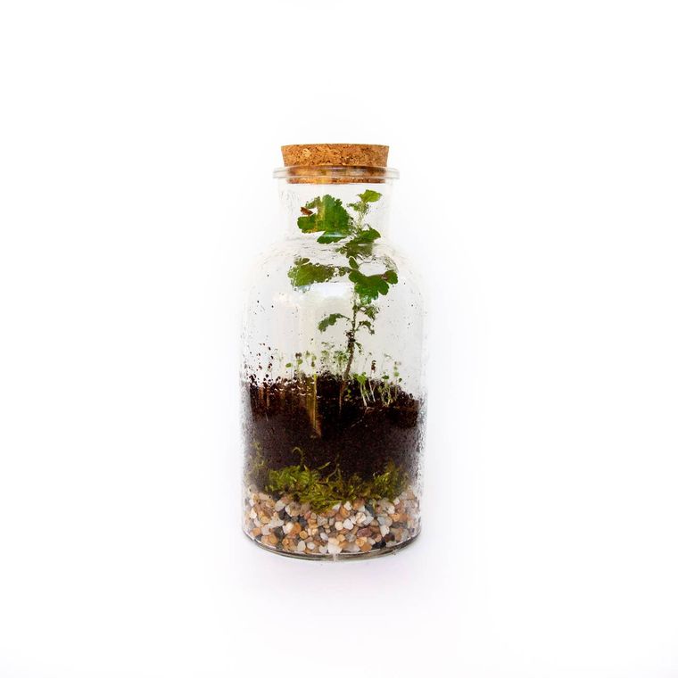 DIY Terrarium Kit Seattle Seed Co. Floret + Foliage