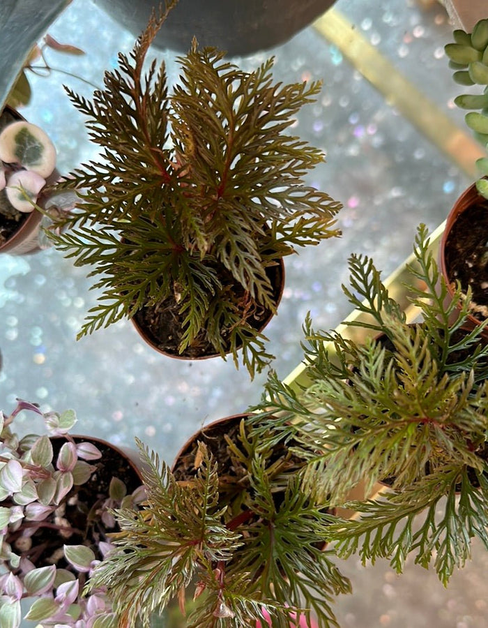 Fernleaf Begonia - 2" Pot Floret + Foliage Floret + Foliage
