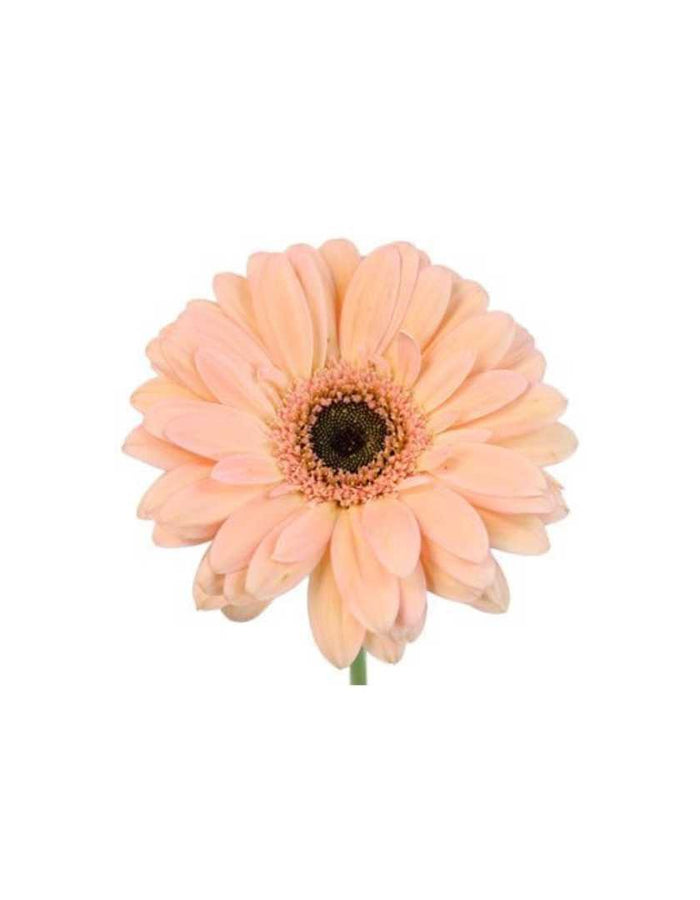 Large Gerber Daisy Arm Candy - Prom Wrist Corsage - Floret + Foliage Flower delivery in Fargo, North Dakota