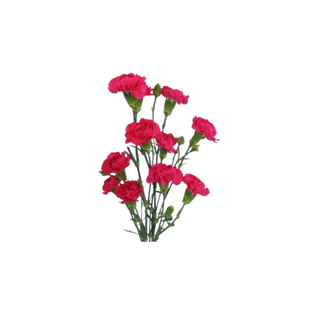 Mini Carnation Arm Candy - Prom Wrist Corsage - Floret + Foliage Flower delivery in Fargo, North Dakota