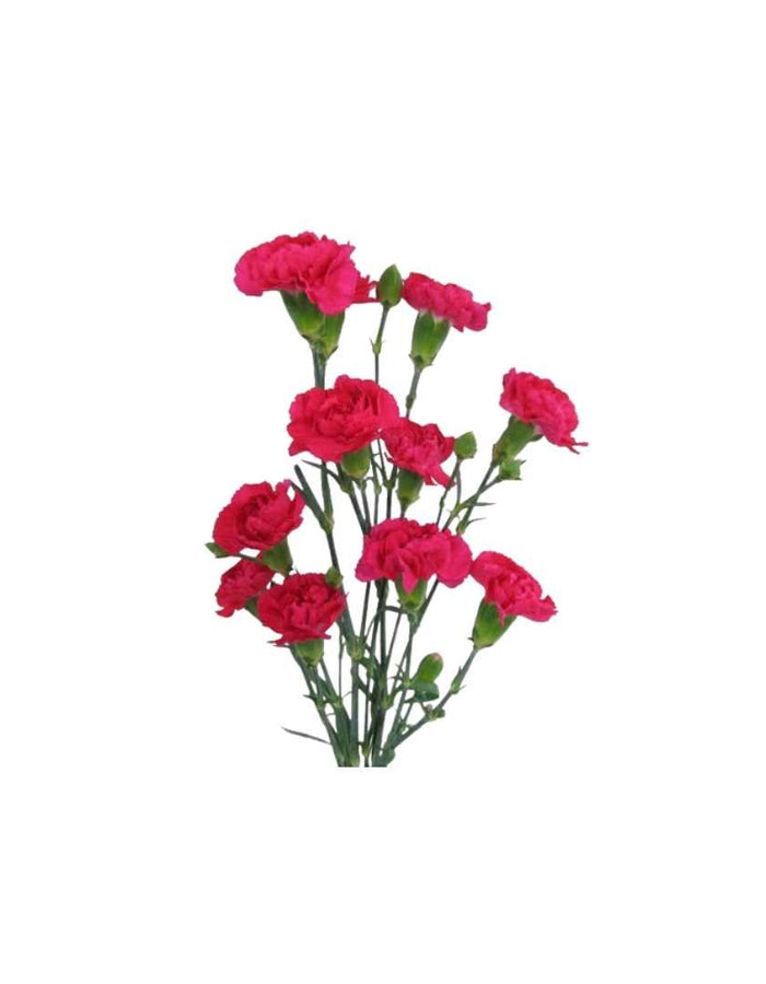 Mini Carnation Chest Ornament - Prom Boutonniere - Floret + Foliage Flower delivery in Fargo, North Dakota