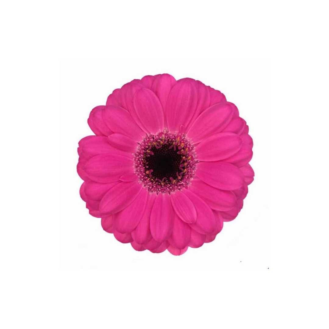 Mini Gerber Daisy Chest Ornament - Prom Boutonniere - Floret + Foliage Flower delivery in Fargo, North Dakota