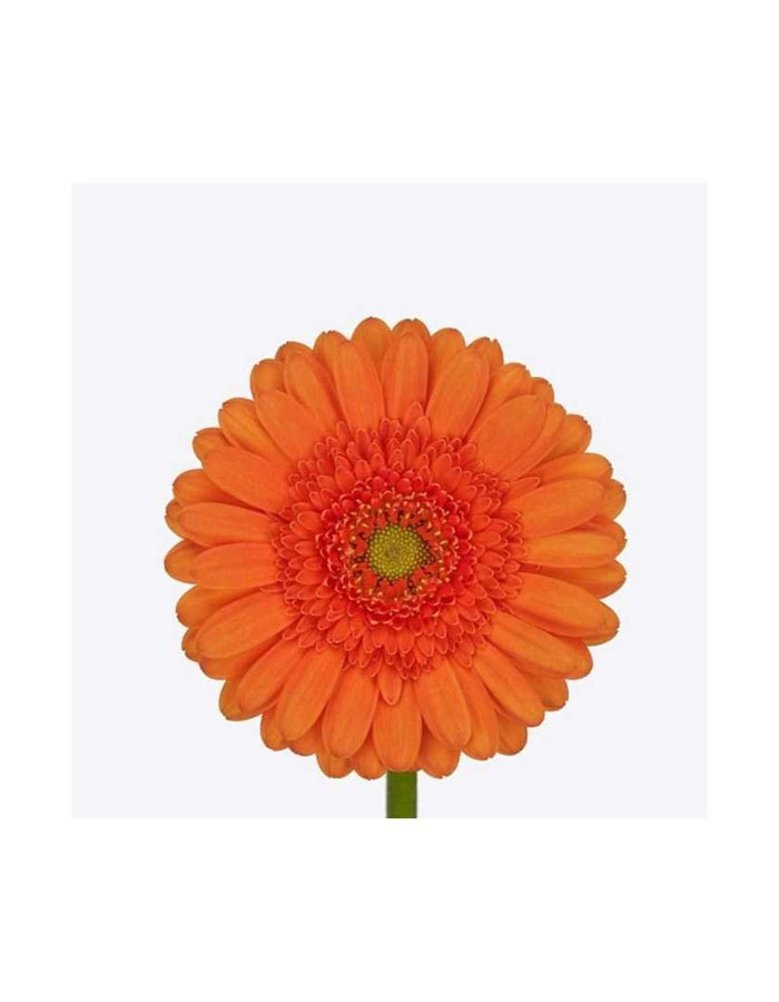 Mini Gerber Daisy Chest Ornament - Prom Boutonniere - Floret + Foliage Flower delivery in Fargo, North Dakota