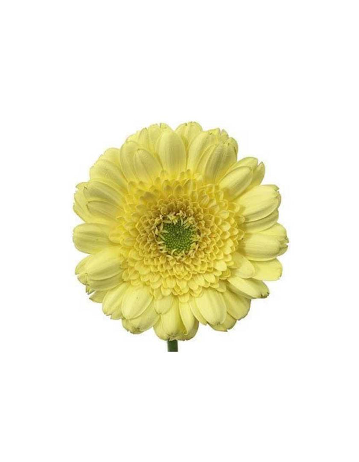 Mini Gerber Daisy Chest Ornament - Prom Boutonniere - Floret + Foliage Flower delivery in Fargo, North Dakota