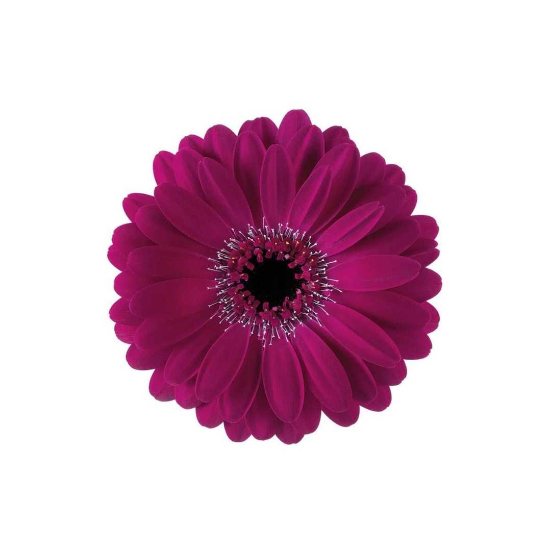 Mini Gerber Daisy Chest Ornament - Prom Boutonniere - Floret + Foliage Flower delivery in Fargo, North Dakota