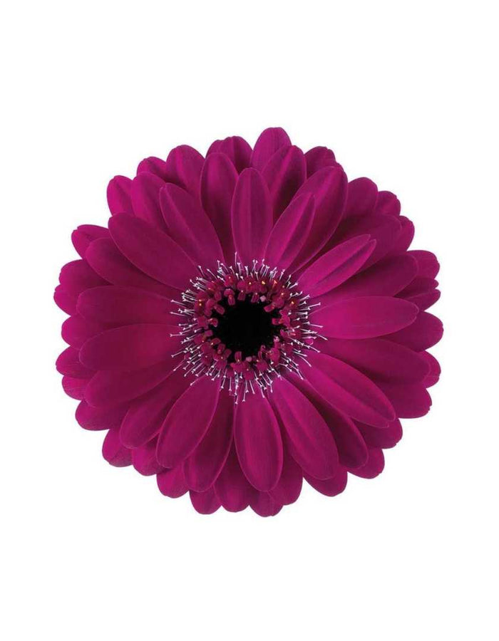 Mini Gerber Daisy Chest Ornament - Prom Boutonniere - Floret + Foliage Flower delivery in Fargo, North Dakota