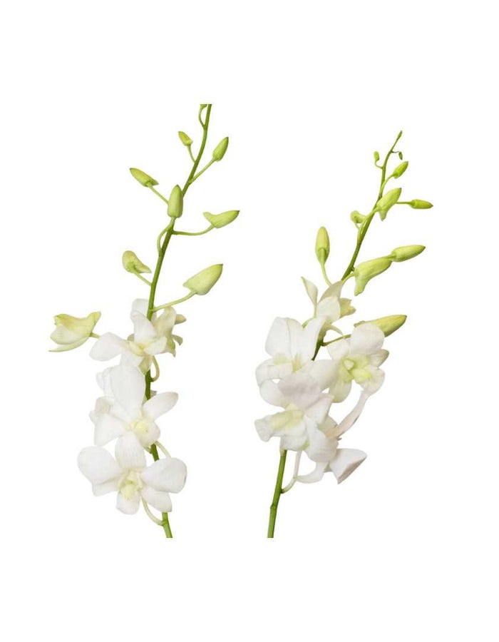 Orchid Arm Chest Ornament - Prom Boutonniere in Fargo, North Dakota - Floret + Foliage Flower delivery in Fargo, North Dakota