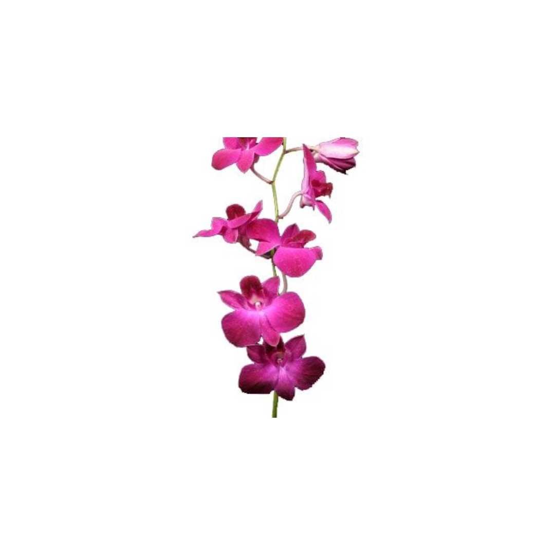 Orchid Arm Chest Ornament - Prom Boutonniere in Fargo, North Dakota - Floret + Foliage Flower delivery in Fargo, North Dakota