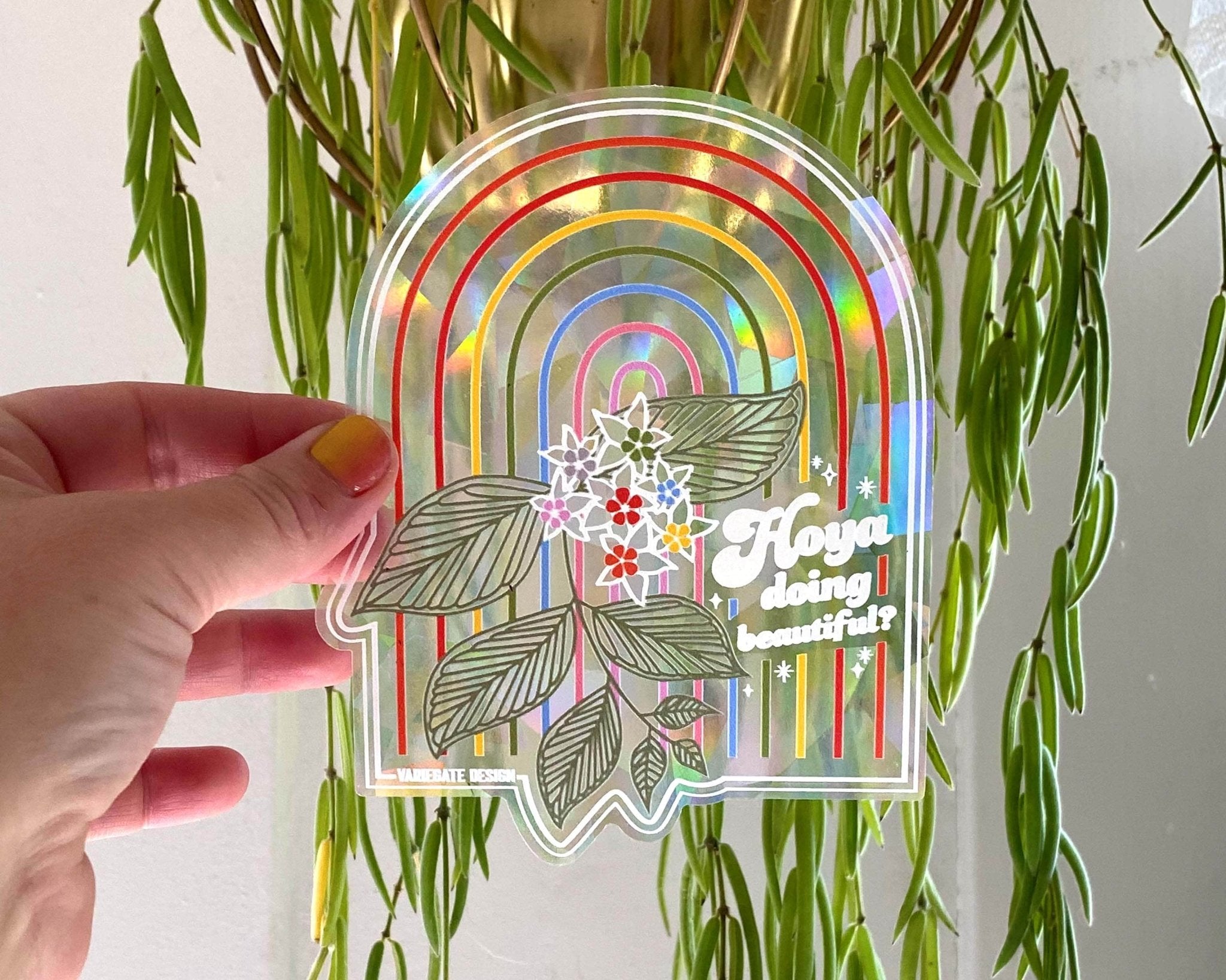 Rainbow Making Suncatcher | Hoya Doing Beautiful Variegate Design Floret + Foliage