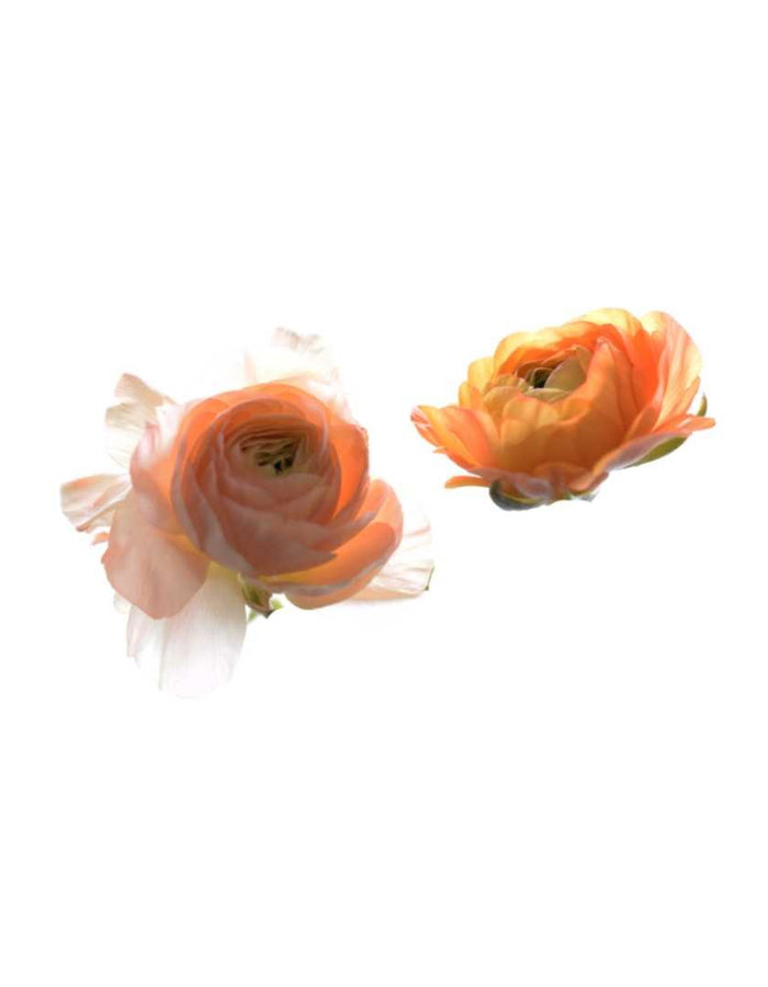 Ranunculus Arm Candy - Prom Wrist Corsage - Floret + Foliage Flower delivery in Fargo, North Dakota