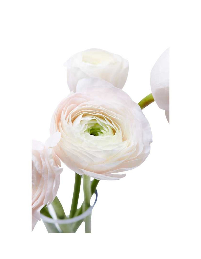 Ranunculus Arm Candy - Prom Wrist Corsage - Floret + Foliage Flower delivery in Fargo, North Dakota