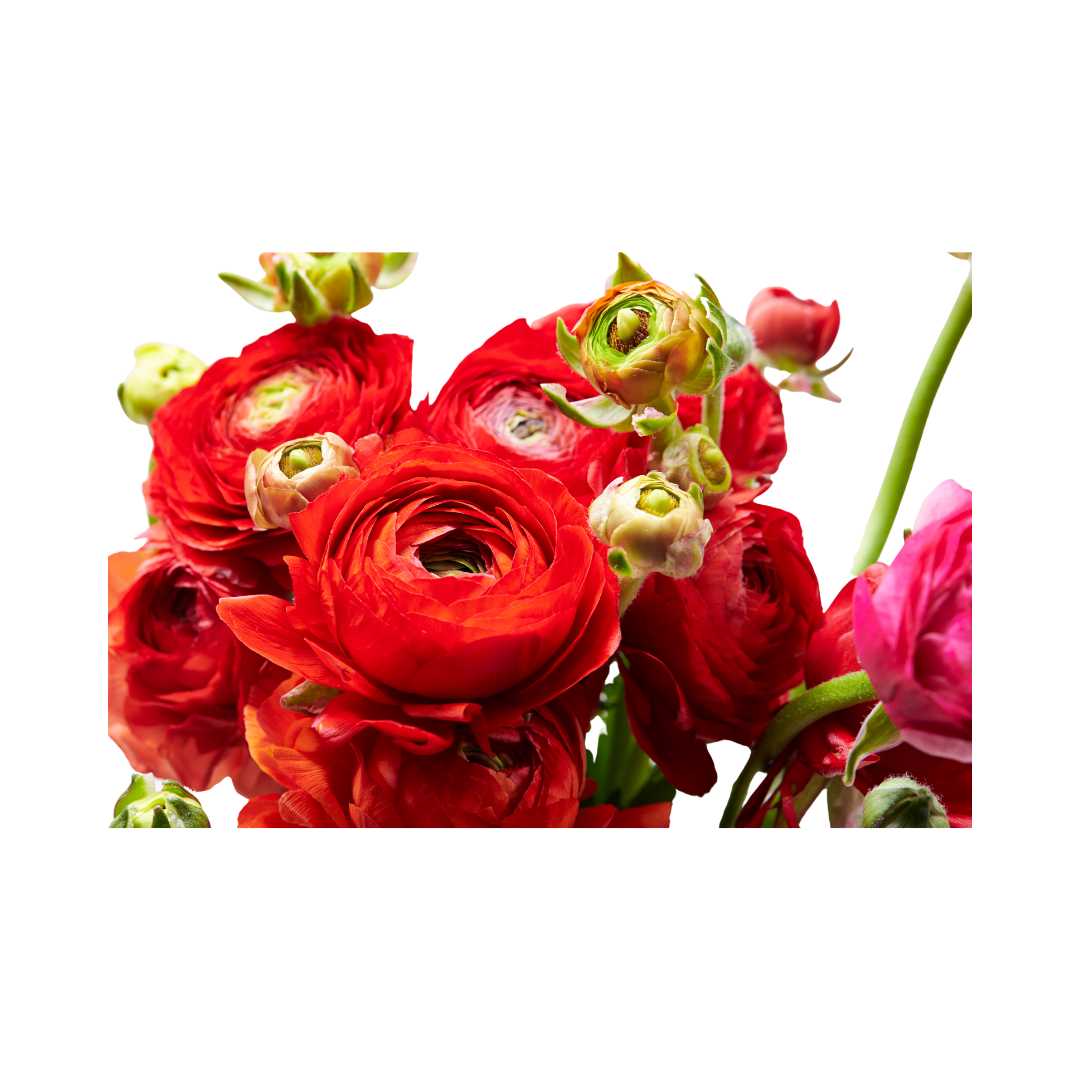 Red Ranunculus Bouquet