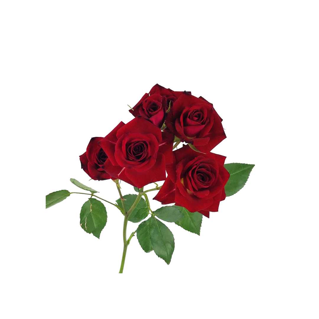 Spray Rose Arm Candy - Prom Wrist Corsage - Floret + Foliage Flower delivery in Fargo, North Dakota