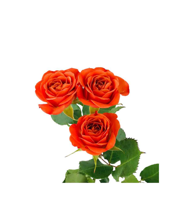 Spray Rose Arm Candy - Prom Wrist Corsage - Floret + Foliage Flower delivery in Fargo, North Dakota