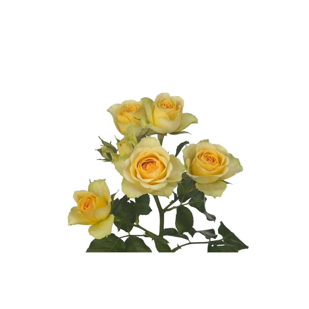 Spray Rose Chest Ornament- Prom Boutonniere Fargo, North Dakota Floret + Foliage Floret + Foliage