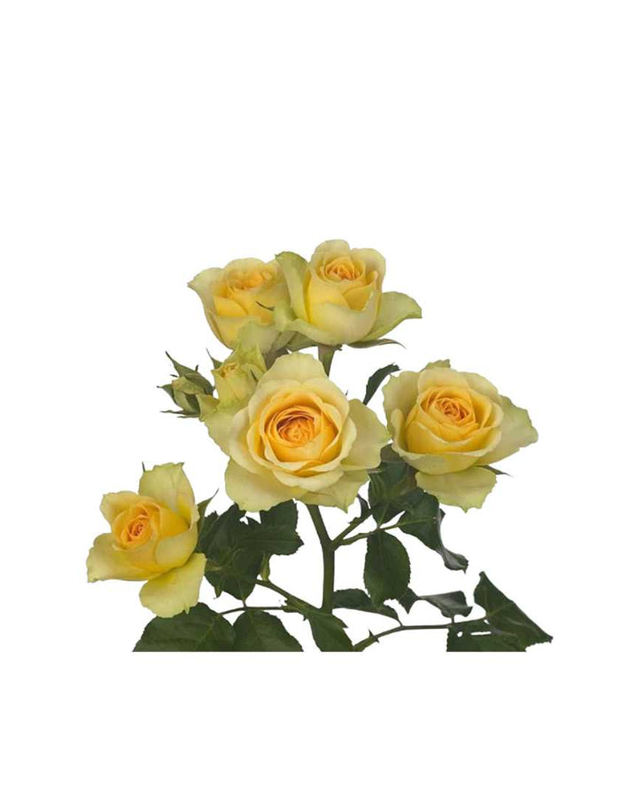 Spray Rose Chest Ornament- Prom Boutonniere Fargo, North Dakota Floret + Foliage Floret + Foliage