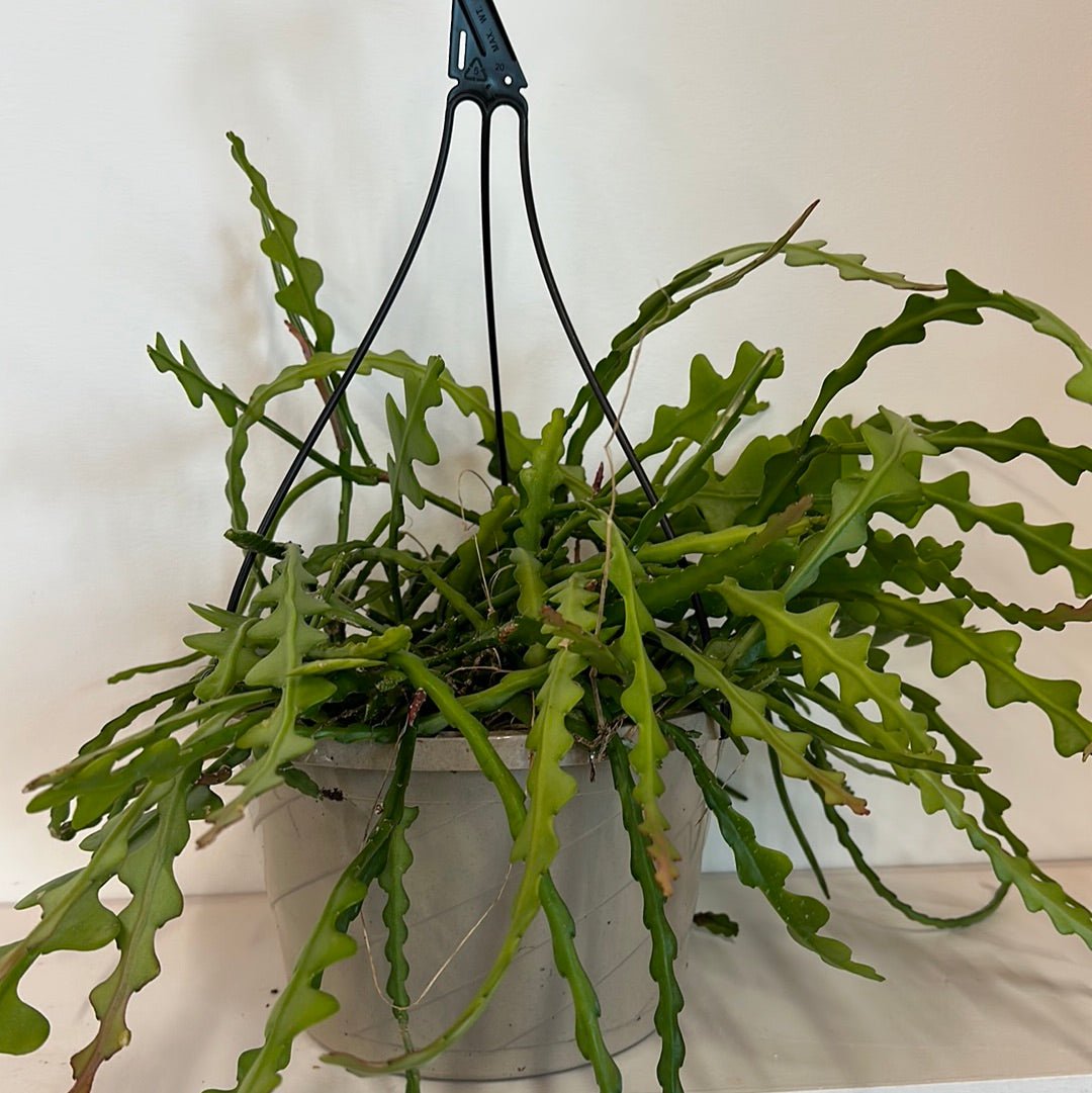 ZigZag Cactus - Hanging 6" Pot - Floret + Foliage Flower delivery in Fargo, North Dakota
